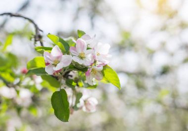 Apple çiçek çiçek yeşil yaprakları doğa ba ile bahar zamanında
