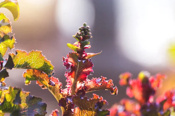 Close up soft focus little pink flowers background Increíble vista de flores de colores —  Fotos de Stock