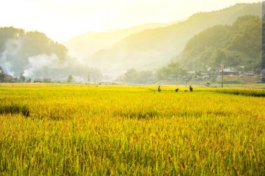 Pirinç tarlaları üzerinde sarı yeşil pirinç alan manzara Teras