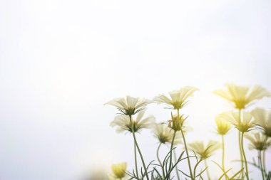 Doğal çiçek arka kapatmak. Renkli çiçekli Bahçe ve yeşil ot peyzaj havai görünümü Kopyala yer ve şablon çiçek geçmişi olan şaşırtıcı görünümü.