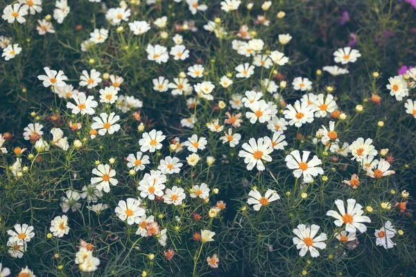 Närbild av naturliga blommor bakgrund. Fantastisk utsikt över färgglada Stockbild