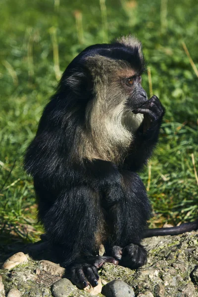 Scimmia nello zoo di Berlino — Foto Stock
