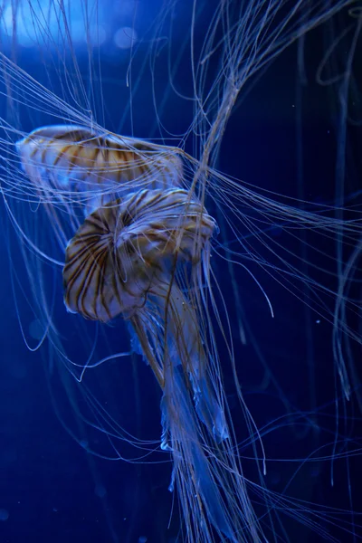 Jellyfish in the Berlin Aquarium — Stock Photo, Image