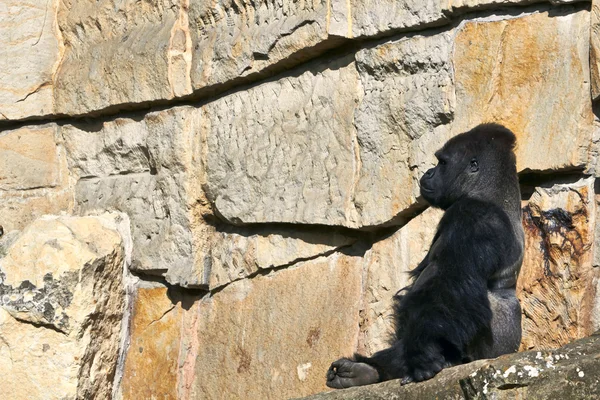 Grande Gorila Negra no Jardim Zoológico de Berlim — Fotografia de Stock
