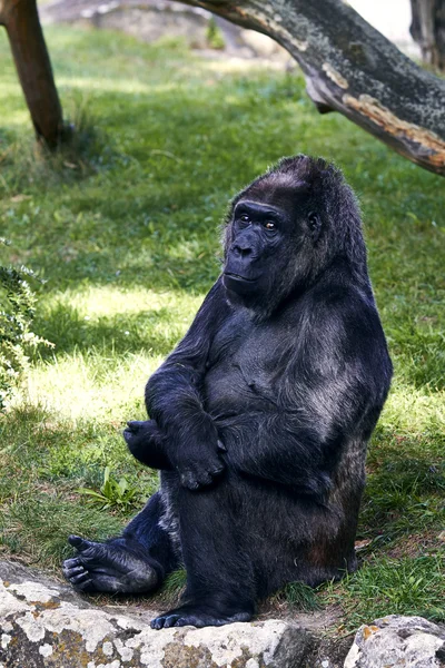 Чёрная горилла в Берлинском зоопарке — стоковое фото