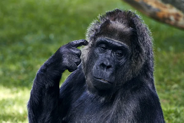 Портрет гориллы Стоковое Изображение