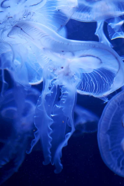 Méduses dans l'aquarium de Berlin — Photo