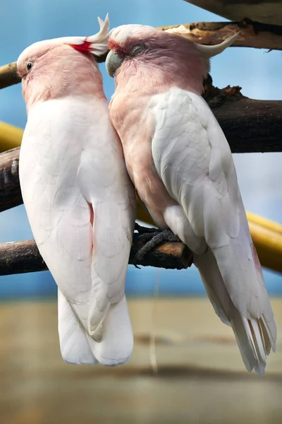 Deux perroquets au zoo de Berlin — Photo