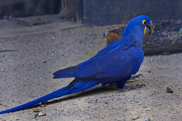 reset blue parrot 450