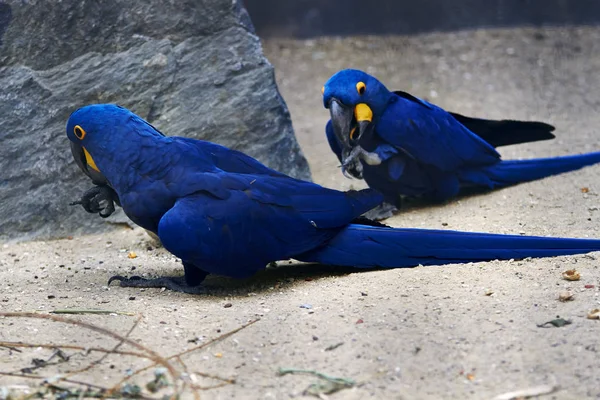 Berlin Hayvanat Bahçesi iki mavi papağan Stok Fotoğraf