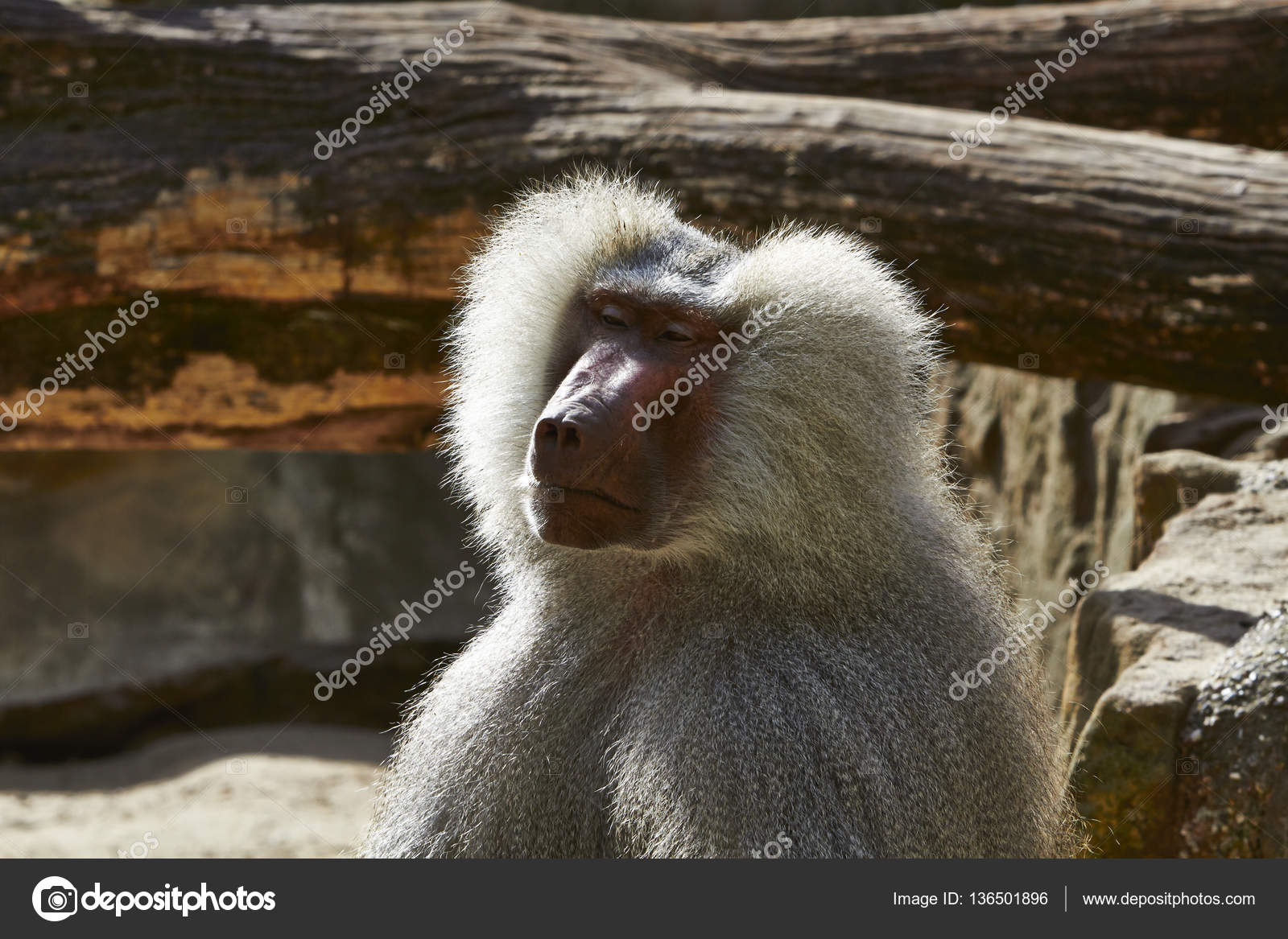 Macaco branco no Jardim Zoológico de Berlim, Alemanha fotos, imagens de ©  kmizina #136501896