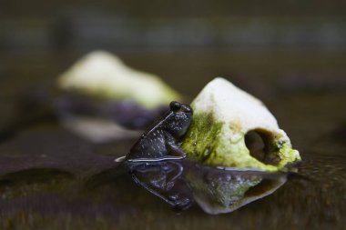 Berlin Terrerium küçük sürüngen