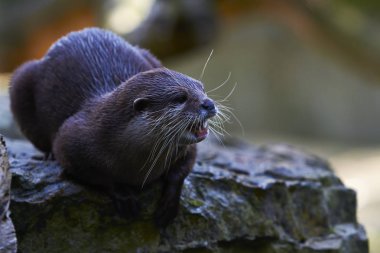 Su samuru Berlin Hayvanat Bahçesi