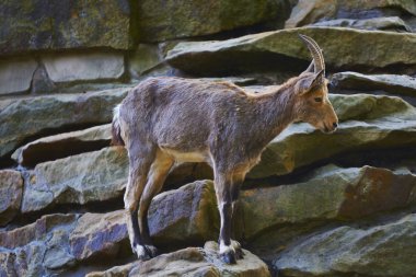 Dağ keçisi Berlin Hayvanat Bahçesi