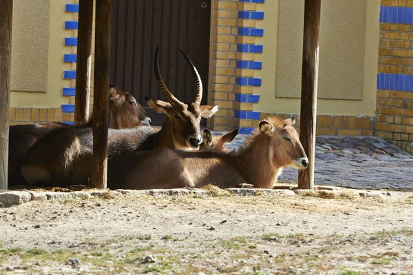 Berlin Hayvanat bahçesi hayvanları sürüsü