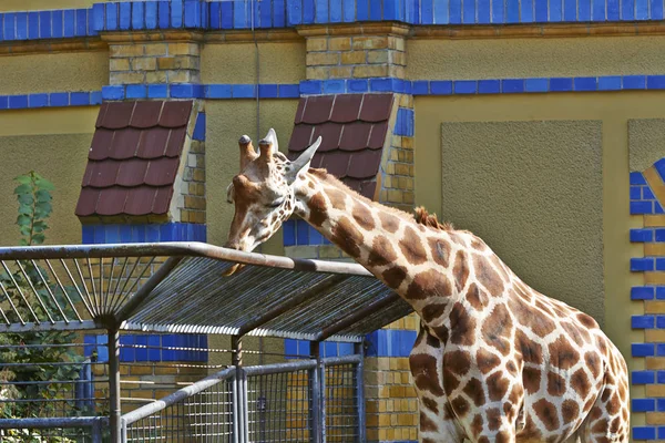 Berlin Hayvanat bahçesinde zürafa