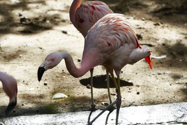 Chili flamingo in the Berlin Zoo, Germany — Stock Photo, Image