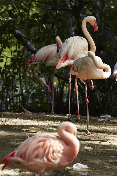 Chili flamingo in the Berlin Zoo, Germany — Stock Photo, Image