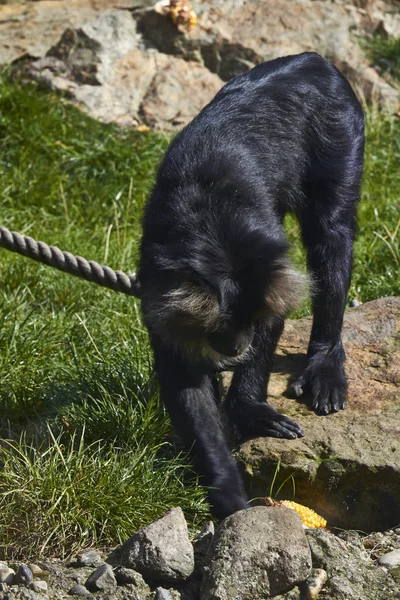 Küçük siyah maymun, Berlin Hayvanat Bahçesi, Almanya