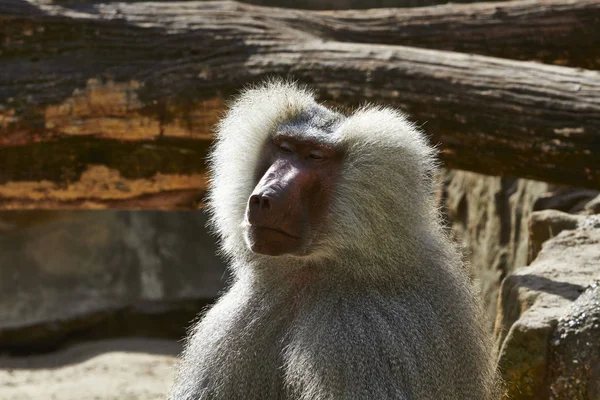 Macaco branco no Jardim Zoológico de Berlim, Alemanha — Fotografia de Stock