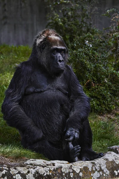 Big Black Gorilla nello zoo di Berlino, Germania — Foto Stock