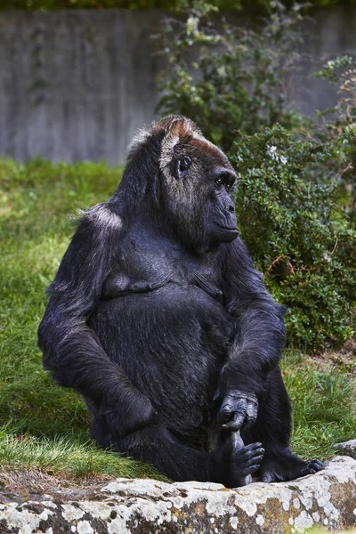 Gran gorila negro en el zoológico de Berlín, Alemania —  Fotos de Stock
