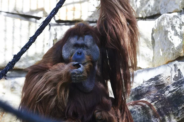 Orangutan nello zoo di Berlin, Germania — Foto Stock