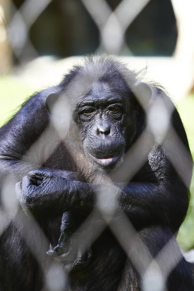 Scimpanzé nello zoo di Berlino, Germania — Foto Stock