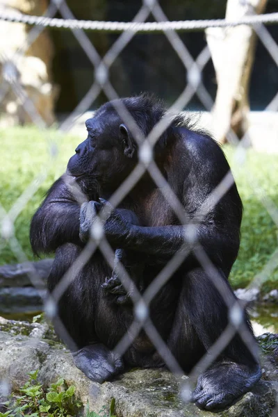Шимпанзе в Берлинском зоопарке, Германия — стоковое фото