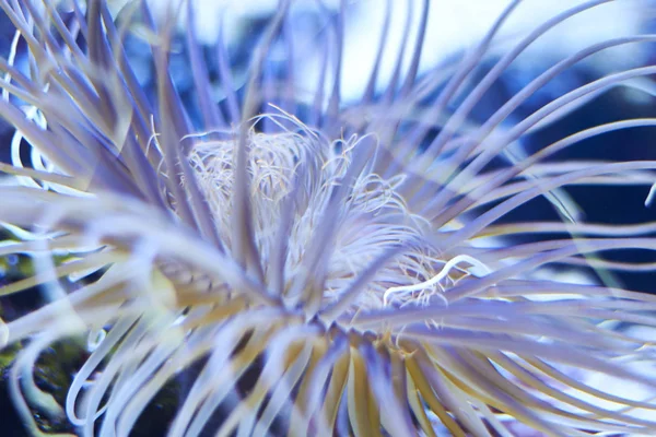 Corail dans l'Aquarium de Berlin, Allemagne — Photo