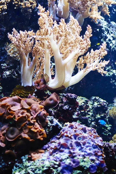 Mercan akvaryum, Almanya Berlin