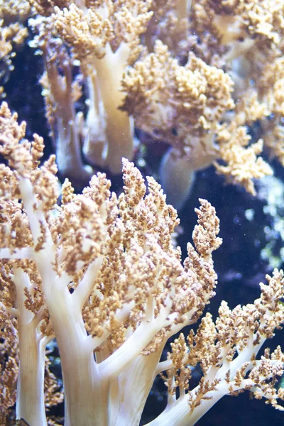 Corail dans l'Aquarium de Berlin, Allemagne — Photo