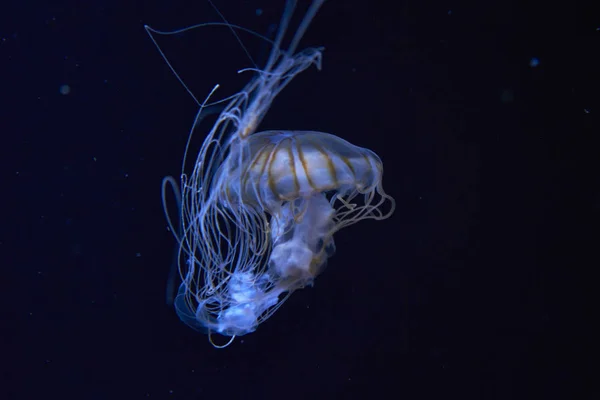 Méduses dans l'aquarium de Berlin, Allemagne — Photo