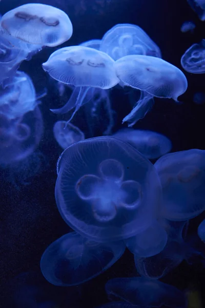 Méduses dans l'aquarium de Berlin, Allemagne — Photo