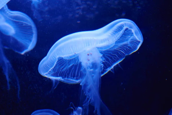 Méduses dans l'aquarium de Berlin, Allemagne — Photo