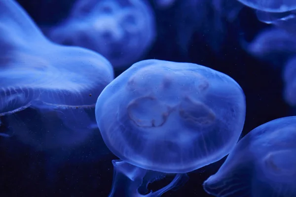 Jellyfish in the Aquarium in Berlin, Germany — Stock Photo, Image