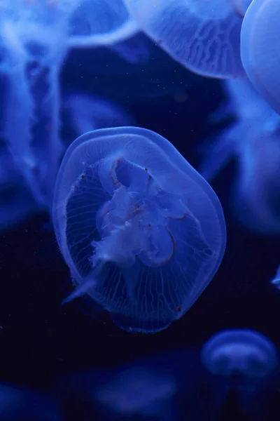 Медузы в аквариуме в Берлине, Германия — стоковое фото