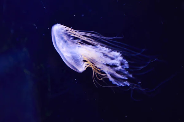 Méduses dans l'aquarium de Berlin, Allemagne — Photo