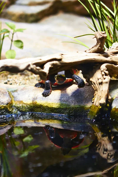 Berlin Terrerium küçük kaplumbağa