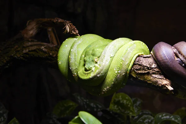 Berlin terrarium içinde yılan 