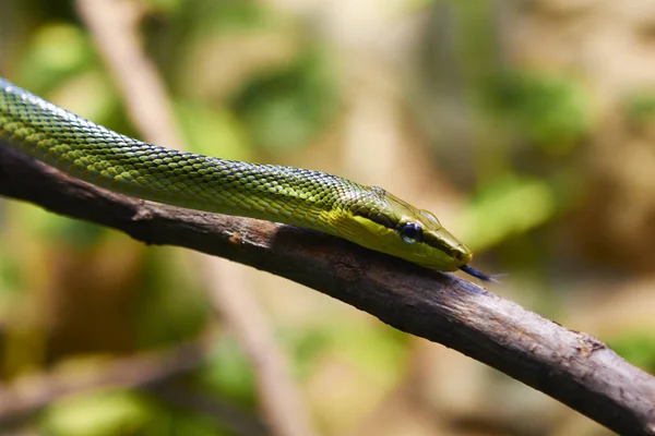 Berlin terrarium içinde yılan 