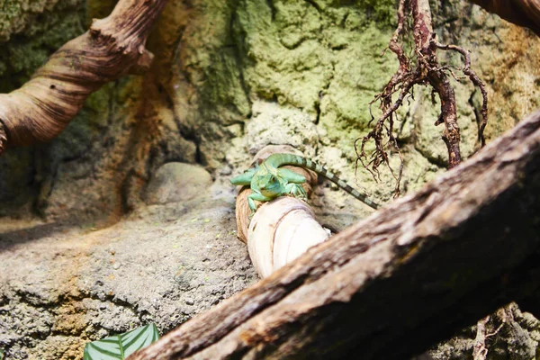 Kertenkele Terrerium, Berlin Hayvanat Bahçesi, Almanya