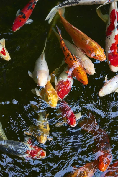 Gölde sazan balığı — Stok fotoğraf