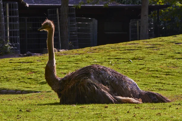Ostrich in the Berlin Zoo — Stock Photo, Image
