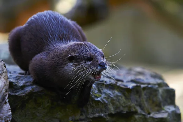 Su samuru Berlin Hayvanat Bahçesi