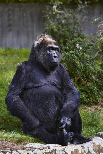 Goril Berlin Hayvanat Bahçesi, Almanya Stok Resim