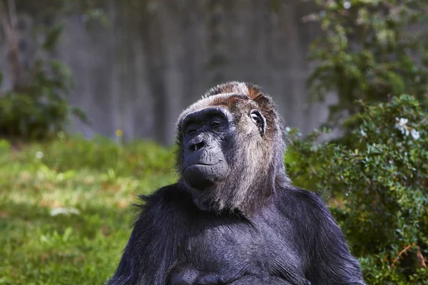Goril Berlin Hayvanat Bahçesi, Almanya Telifsiz Stok Fotoğraflar