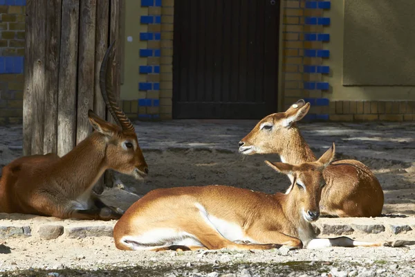 Berlin Hayvanat bahçesi hayvanları sürüsü Telifsiz Stok Imajlar