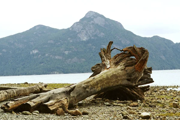 Büyük ağaç Vancouver, Kanada yakın sahilde