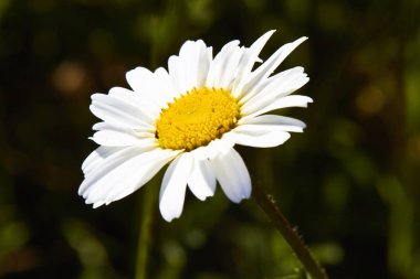 Daisy botanik bahçesinde